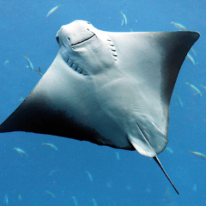 sea-ray