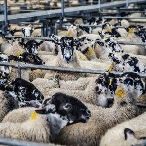 sheep-lambs-market-farm-37657-750x500