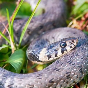 snake