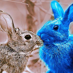 social-compassion-in-legislation-GMO-animals