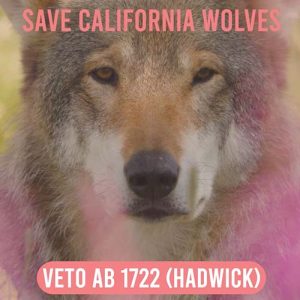 social-compassion-in-legislation-hadwick-veto-ab-1722-california-wolves