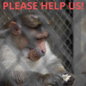 OHSU May Transition Primate Research Center to Sanctuary – Need Your Public Comment by 2/9/2026