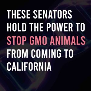 stop-gmo-animals