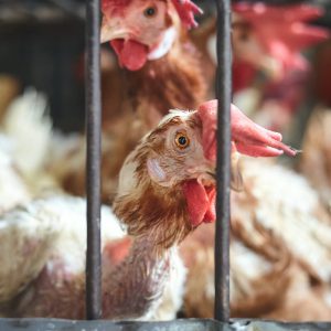 wet market ban