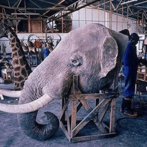 taxidermy