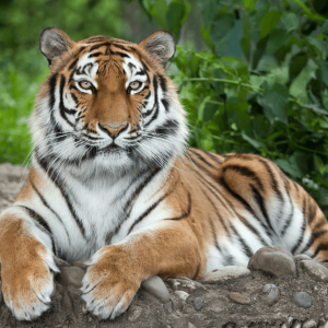 Big Cat Public Safety Act Gets Major Backing Amid Growing Buzz from Netflix’s Tiger King