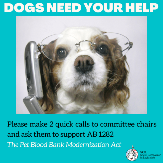 Please make two calls to save dogs