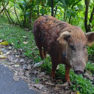 wild boar on the road