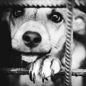 Dog from the shelter