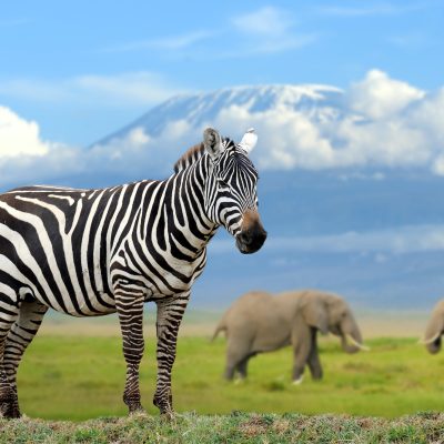 Zebra on elephant and Kilimanjaro background